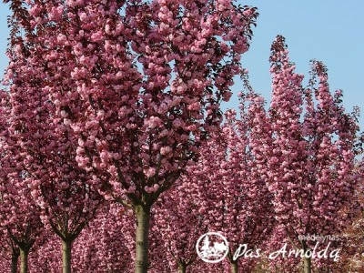 Slyva smailiadantė ,Royal Burgundy'  (lot. Prunus serrulata) -c5
